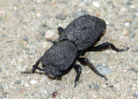 Diabolical Ironclad Beetle - Phloeodes diabolicus - BugGuide.Net