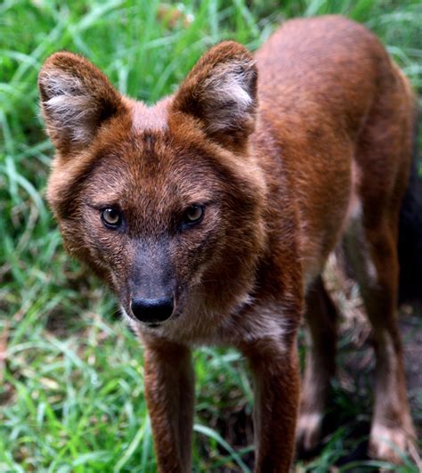 The Guardian interviews WilCRU researcher about dhole conservation ...