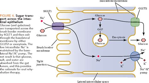 Glucose Sodium Cotransporter Diagram