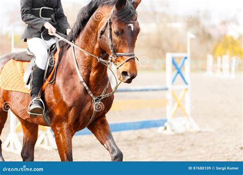 Bay Horse with Rider on Show Jumping Competition Stock Image - Image of ...