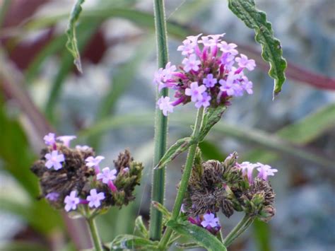 Verbena Seed Harvest: Learn How To Collect Verbena Seeds | Flower seeds, Verbena plant, Verbena