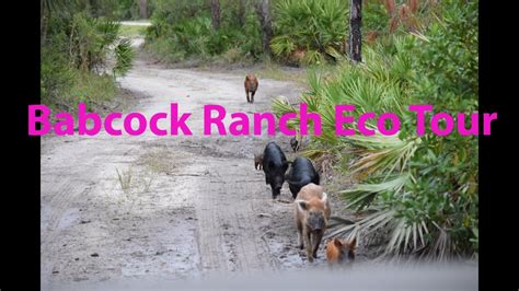 Babcock Ranch Eco Tour (Nov. 2022) - YouTube