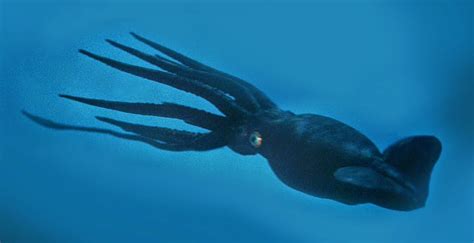 Giant Squid | Movie Monster Wiki | Fandom