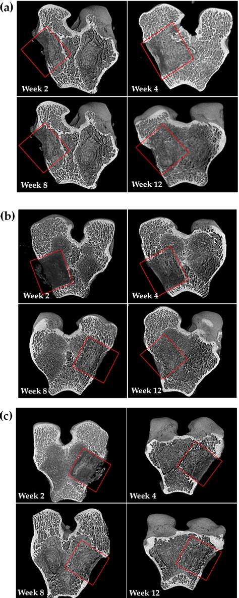 Figure 2 from Bone Healing and Regeneration Potential in Rabbit ...