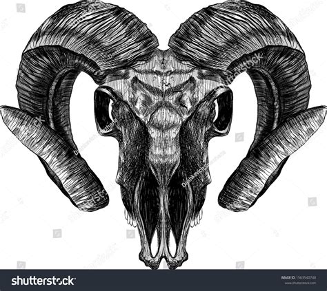 Ram Skull Realism Horns Black White Stock Vector (Royalty Free ...