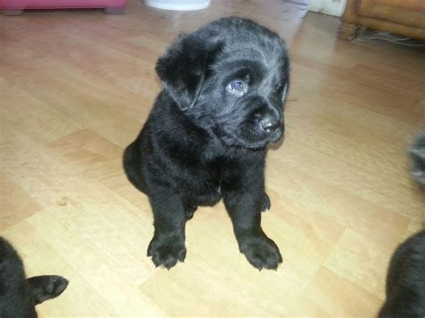 My Newfoundland/lab mix puppy 6weeks old Labrador Mix, Labrador Retriever Puppies, Newfoundland ...