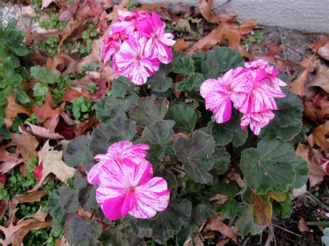 How do I Overwinter Pelargoniums? : Grows on You
