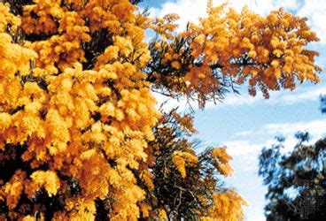 Australian Christmas tree | Description, Species, Parasite, & Facts | Britannica