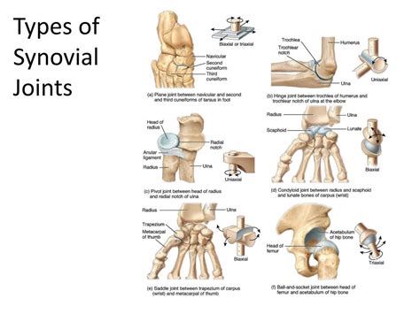 Synovial Joints 6 Types