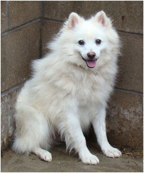 American Eskimo Dog - Breeders, Facts, Pictures, Puppies, Rescue ...