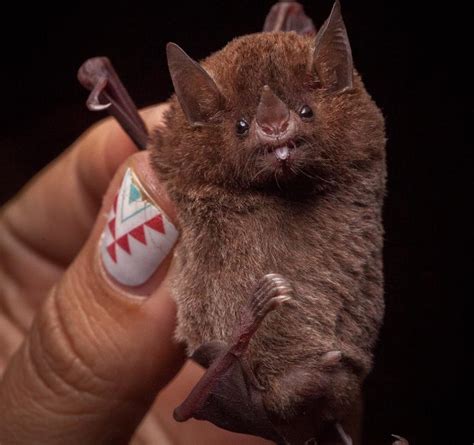 Priscilla Alpízar - Diet, Gut Microbiome, and Immune System of a Nectar-Feeding Bat in Intensive ...