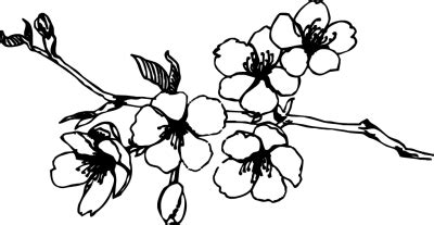 Free Cherry Blossom Cliparts, Download Free Cherry Blossom Cliparts png images, Free ClipArts on ...