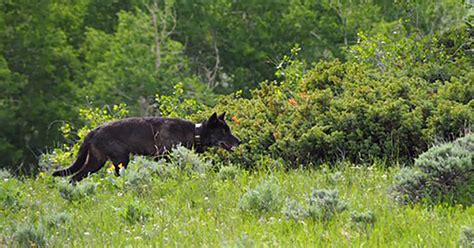 Group Hoping To Get Wolf Reintroduction Measure On 2020 Ballot - CBS ...