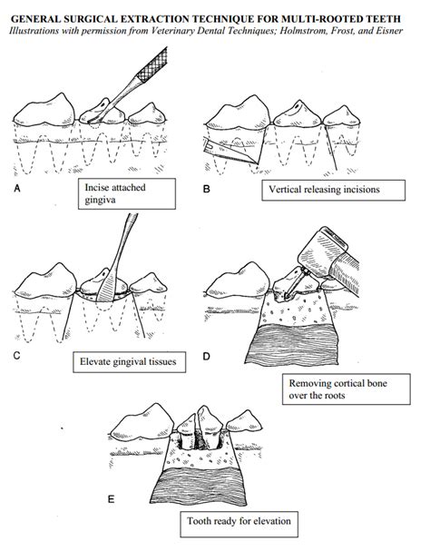 How Much To Extract A Dog Tooth