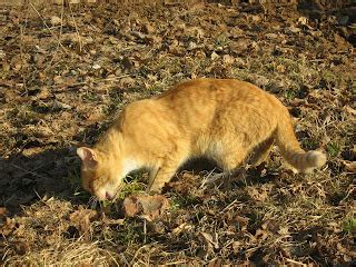 Fire-Red Yellow-Eyed Cat — Russian Cats Pictures