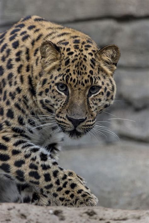 Amur Leopard | Beautiful cats, Wild cats, Amur leopard