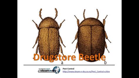 Pest Control Know how to treat Drugstore Beetle - YouTube