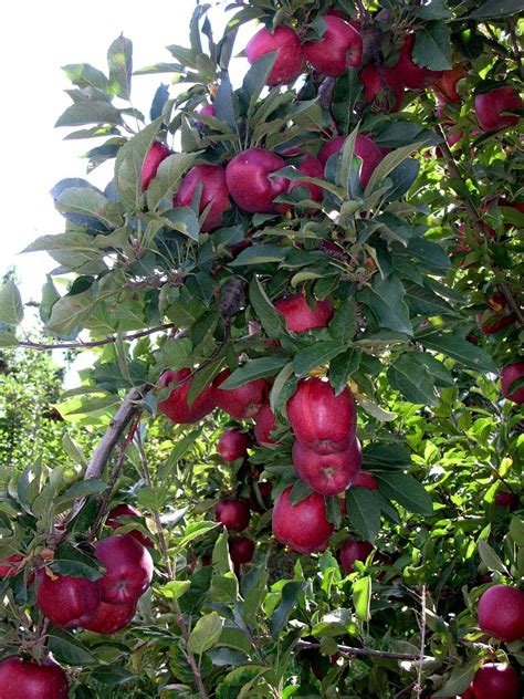 Red Delicious Apple tree | Apples | Pinterest | Apple tree and Apples