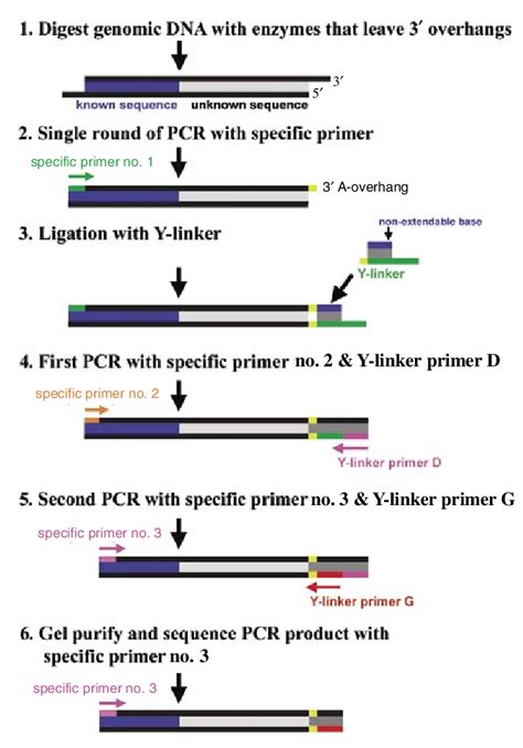 Outline of method. Known sequence derived from the transgene is shown ...