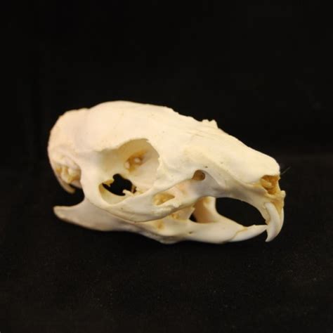 Guinea Pig Skull, real bone, available for purchase at natur.