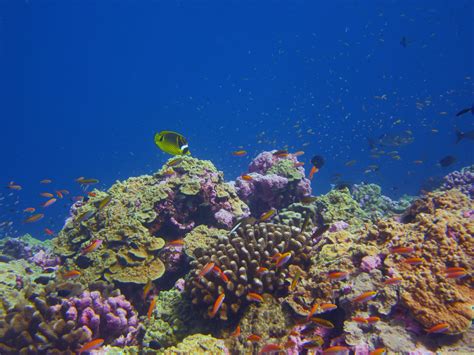 Some coral reefs are keeping pace with ocean warming - AGU Newsroom