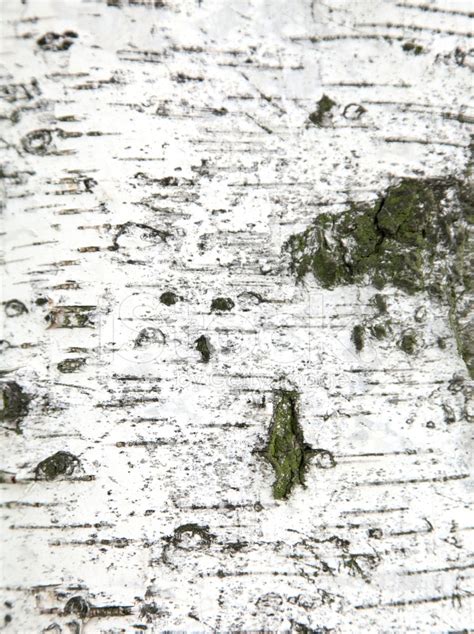 Texture Of Birch Bark, Background Stock Photo | Royalty-Free | FreeImages