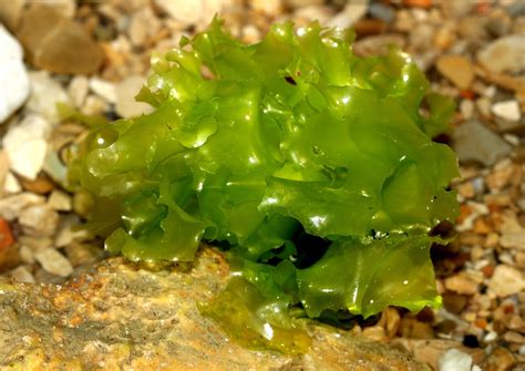 El rincón del nudibranquio. : Lechuga de mar (Ulva lactuca)