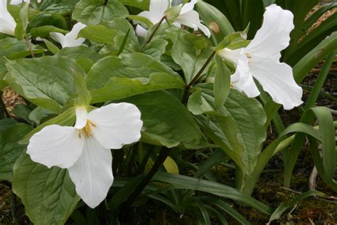 Trillium grandiflorum – Ballyrobert Gardens