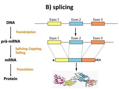 RNA splicing.....