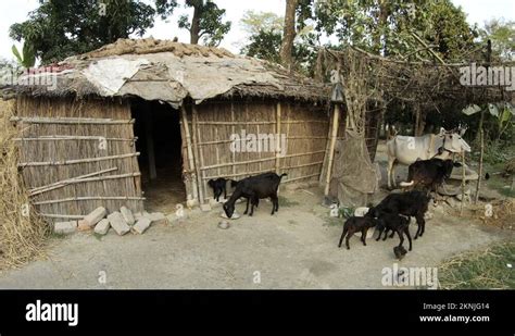 Indian farm animals Stock Videos & Footage - HD and 4K Video Clips - Alamy