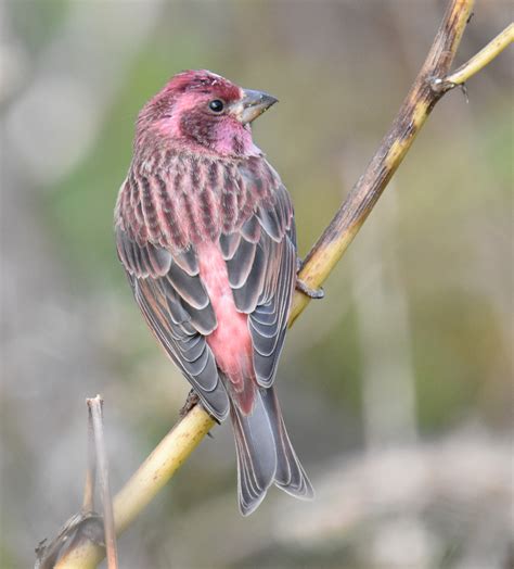 What Finch Is Dipped In Raspberry Juice and Migrates Through Southern Canada? | Natural Crooks ...