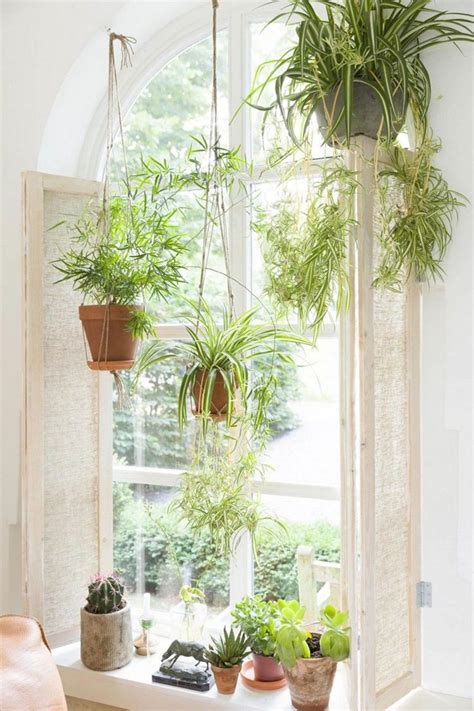 14 Awesome Windows Hanging Plants Ideas in 2020 | Hanging plants ...