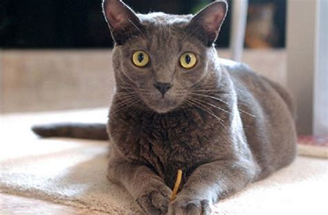 korat cat personality | Water Sky | Cat personalities, Cats, Cat breeds list