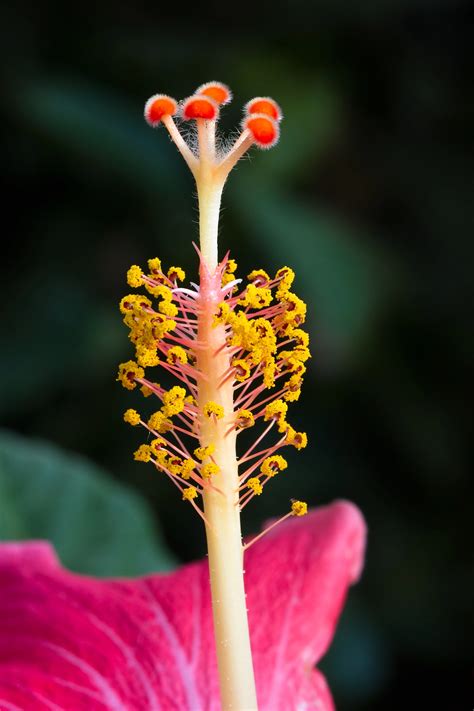 Hibiscus Flower Stigma Close Up by Kenneth Keifer - Photo 8123881 / 500px