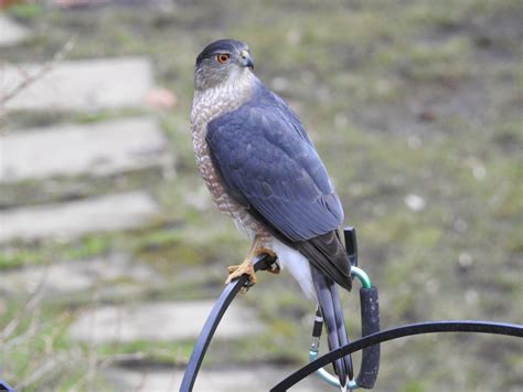 What’s For Dinner? Sharp-shinned and Cooper’s Hawks Pick Different Foods - FeederWatch