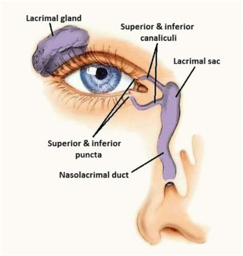 Tear Duct Anatomy Diagram