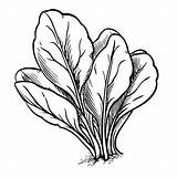 Premium Photo  Simple Spinach coloring page For Kids sketch template