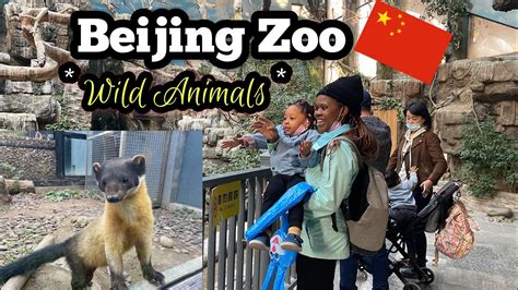 What We Found in Beijing Zoo || Beijing Zoo, CHINA - Amazing Experience ...