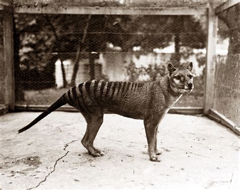 Thylacine Sightings 2024 - Maris Shandee