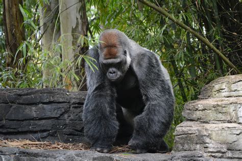 Free Images : forest, animal, wildlife, zoo, jungle, mammal, fauna, primate, disney, rocks ...