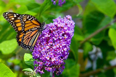 26 Flowers and Plants that Attract Butterflies | HGTV