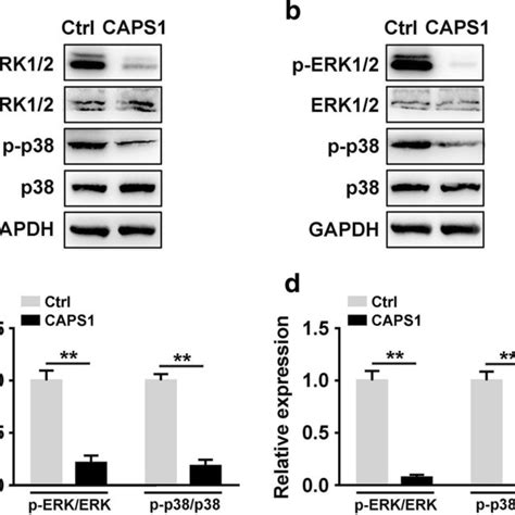 Expression pattern of CAPS1 in CCA and its significance in prognosis. a... | Download Scientific ...