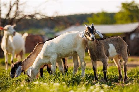 Goat Farming in Sri Lanka: A Step-by-Step Comprehensive Guide