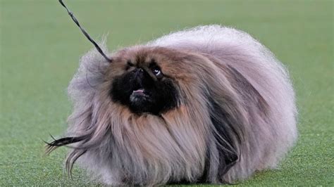 Wasabi the Pekingese wins at Westminster Kennel Club dog show | KTLA