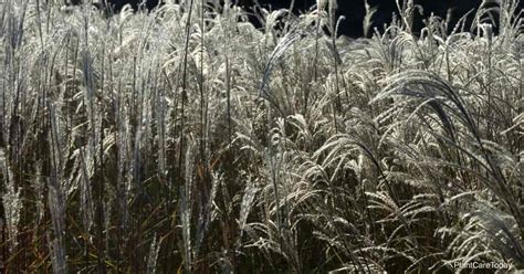 Adagio Grass Care: How To Grow Miscanthus Sinensis Adagio