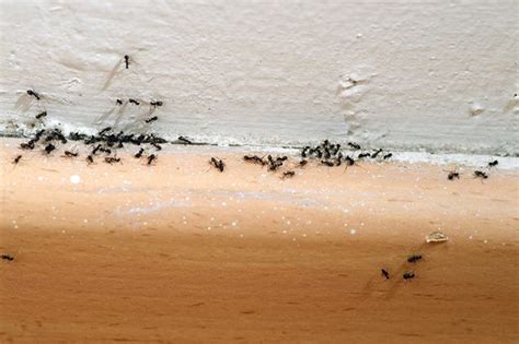 What Kind of Ants Do I Have? | U.S. Pest Protection