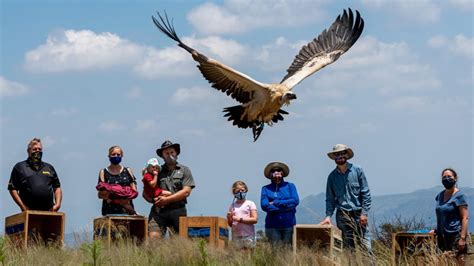 Soaring into Action for International Vulture Awareness Day – Ford Wildlife Foundation Empowers ...