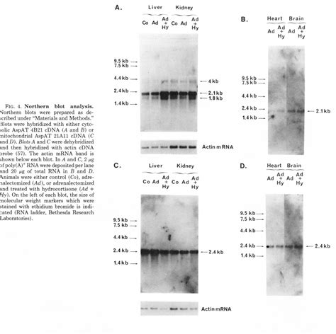 Figure 4 from Nucleotide sequence and glucocorticoid regulation of the ...