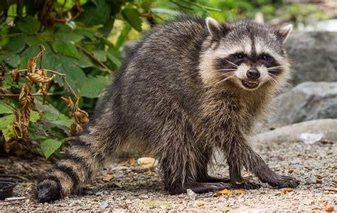 A Guide To Raccoons Found In New York & Connecticut | Parkway Pest Services