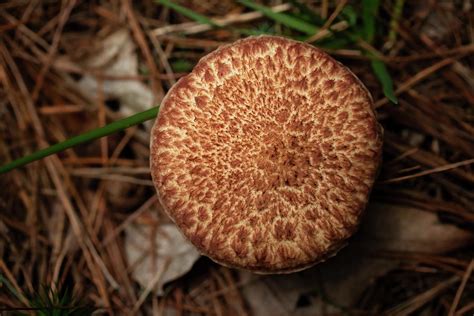 Painted Bolete Mushroom Photograph by Erin Germanowski - Fine Art America